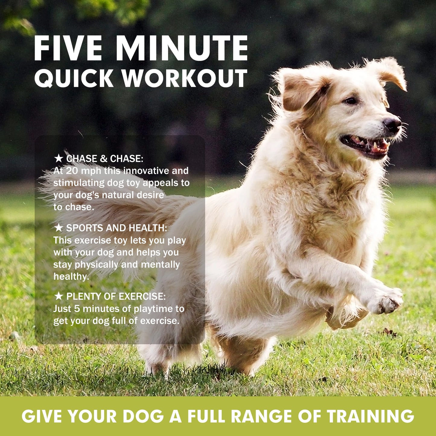 Remote Controlled Backyard Chase Course for Happy Dogs