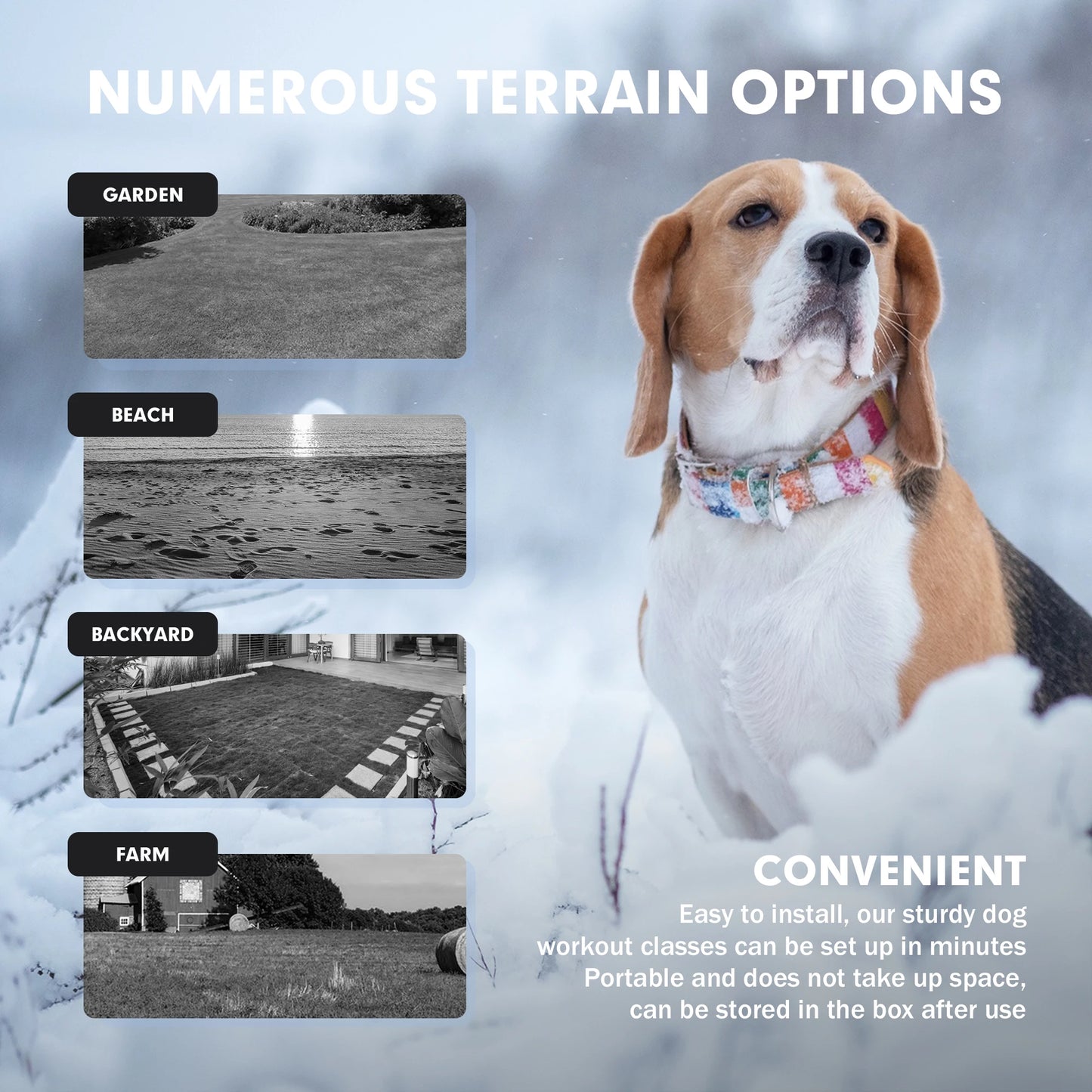 Remote Controlled Backyard Chase Course for Happy Dogs
